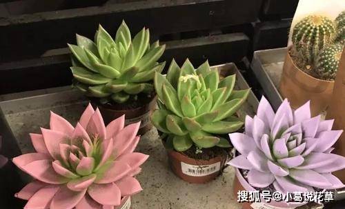 多肉叶插苗怎样长得快 aa6715cc619c4d1288ebfeb5907594c8.jpeg