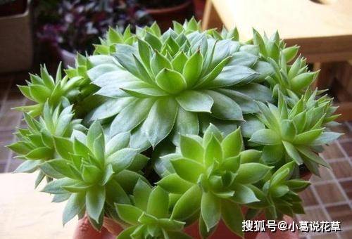 多肉怎么养叶片饱满不疯长 e7091fdc778d4e0eac4bd85f097cae63.jpeg