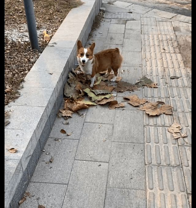 因为一面之缘的柯基紧跟着女孩，跟踪到家又去了公司，可惜结果很遗憾