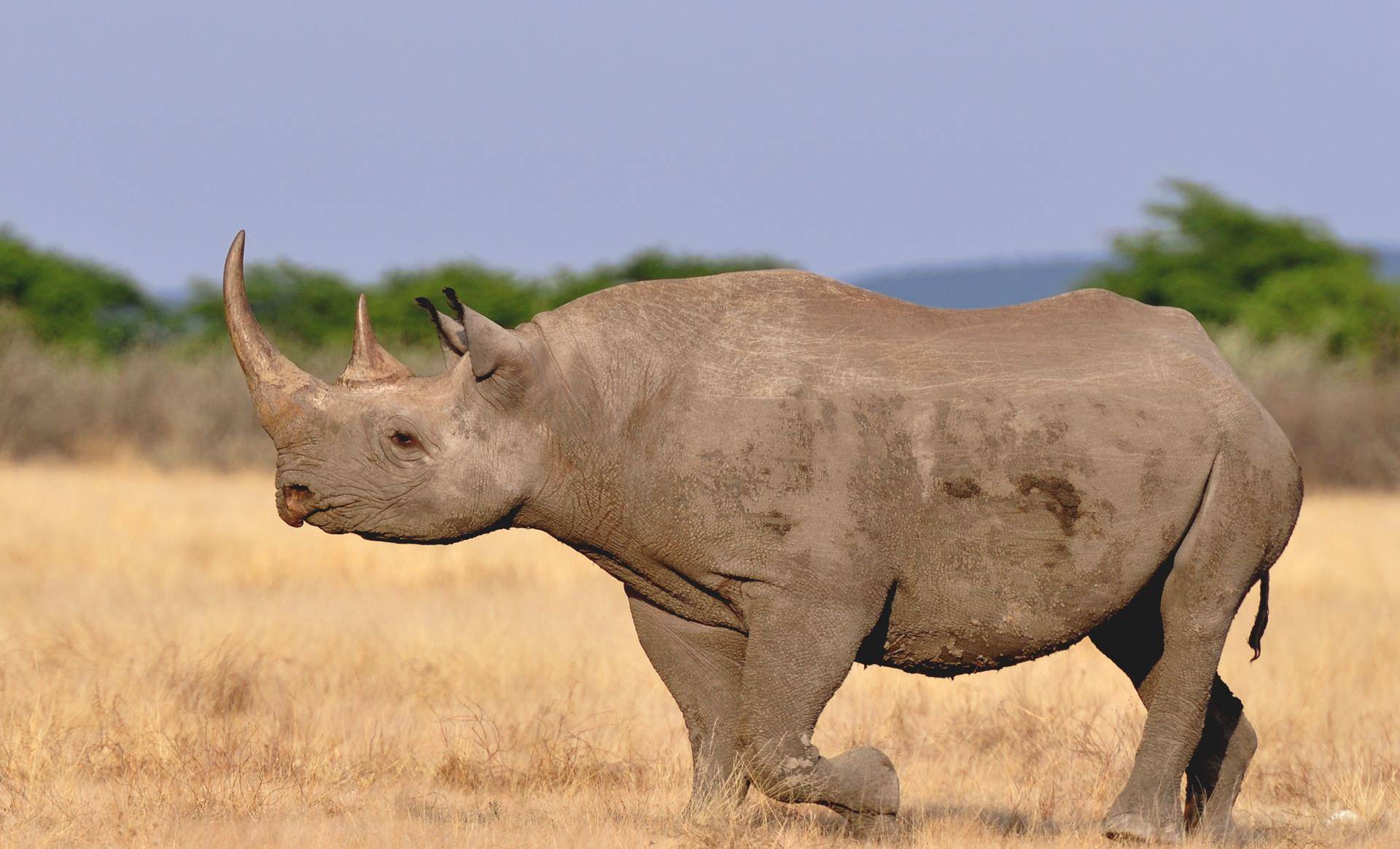 什么动物能打败犀牛 00669f87faa94818991dfb086755ee1e.jpeg