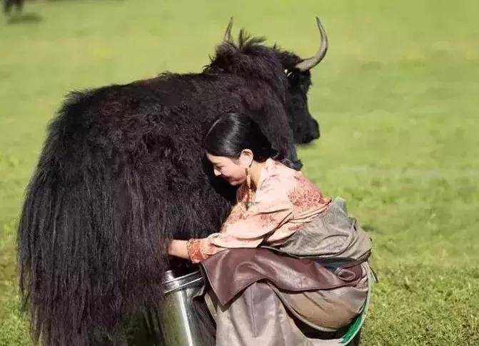 2019年，牧民救治受伤野牦牛，迁徙2年后再相遇，牦牛向恩人下跪
