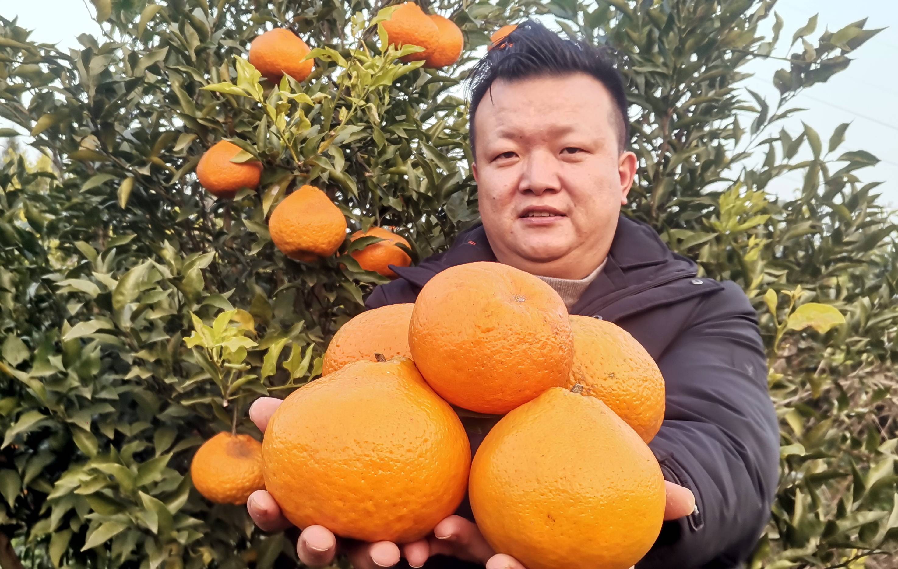 柑橘缀满枝头产销两旺俏市场_销售_南充_走马镇