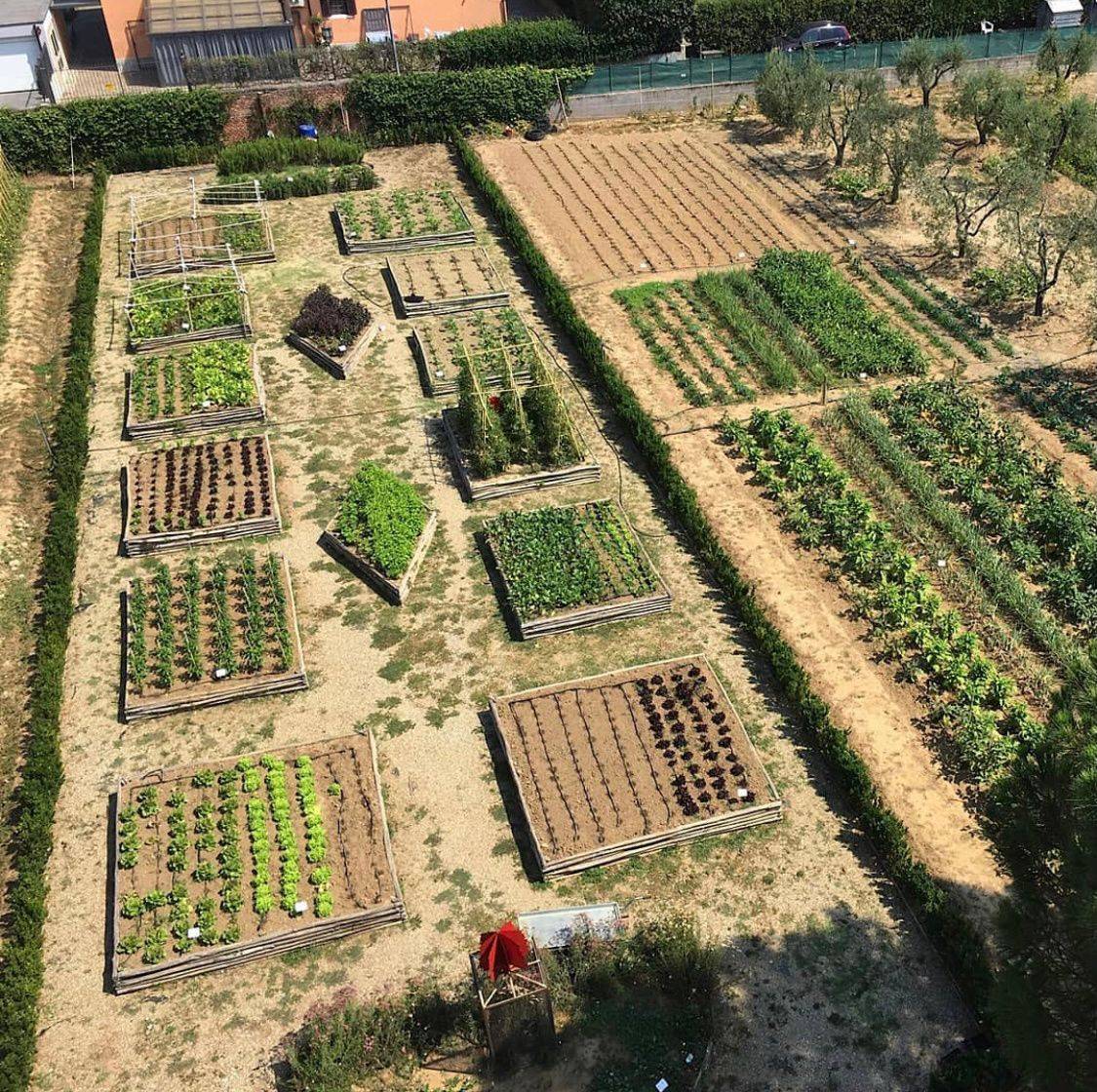 庭院种菜也能种出高级感菜和花一起种既是美景又是美食