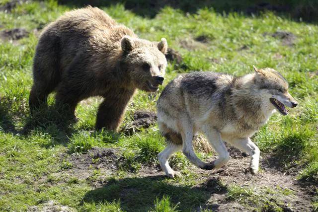 2只狼绑架1头熊，穿越西伯利亚冰原