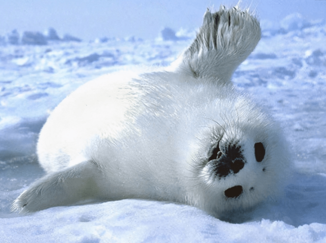 d7e560b035e1432a9cad9c935307af0f.png