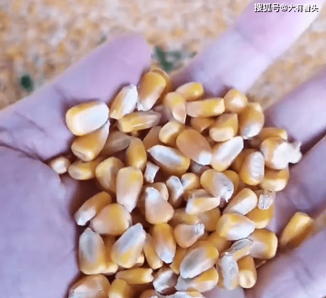 因为|男子发现一亲子乐园拿粮食铺地：缺乏敬畏之心，看着被踩踏心疼