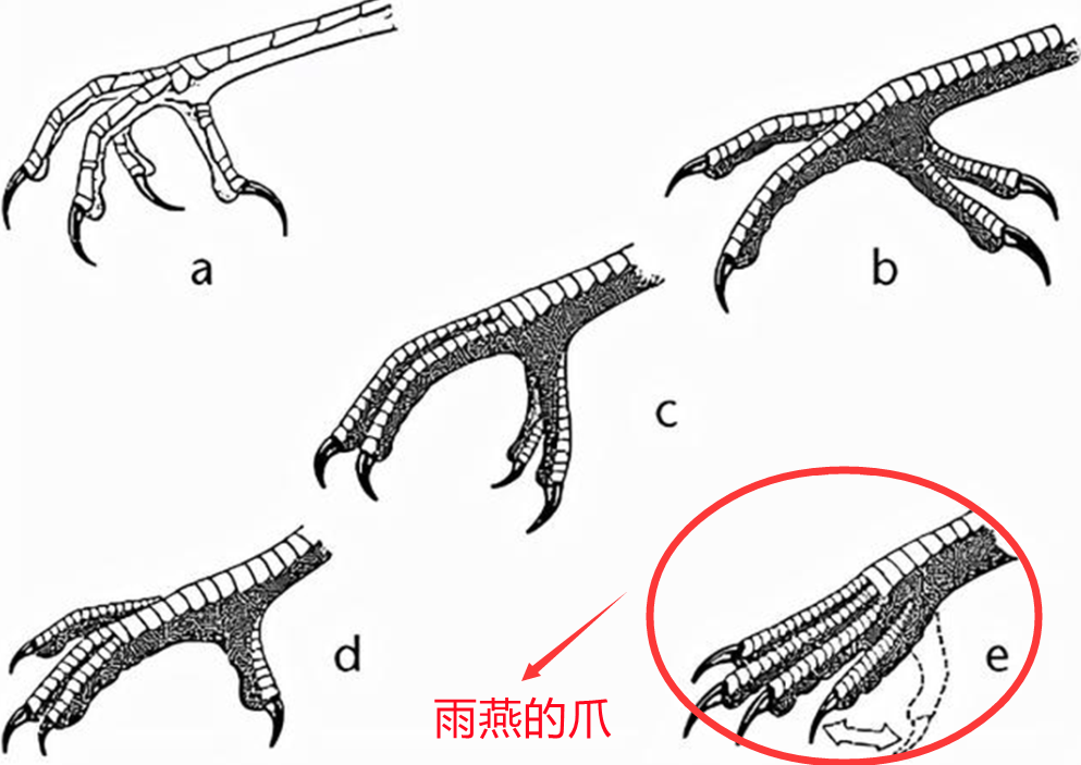 原创无脚鸟雨燕一生边飞边睡落地等于死亡它如何繁衍后代