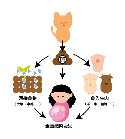 達雅高不養寵物也可能感染弓形蟲不注意這幾點孕媽當心易中招