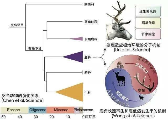 反刍动物|西北工业大学王文教授带领团队再次入选“中国生命科学十大进展”