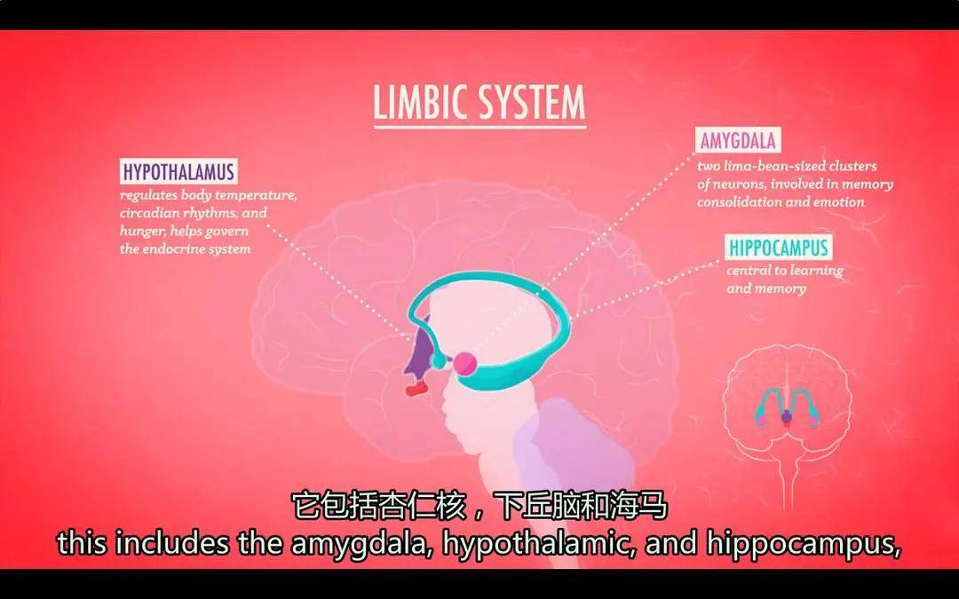 教科书|寒假，如果你不知道怎么教育孩子，一定要带他看这10部纪录片，堪称人生教科书