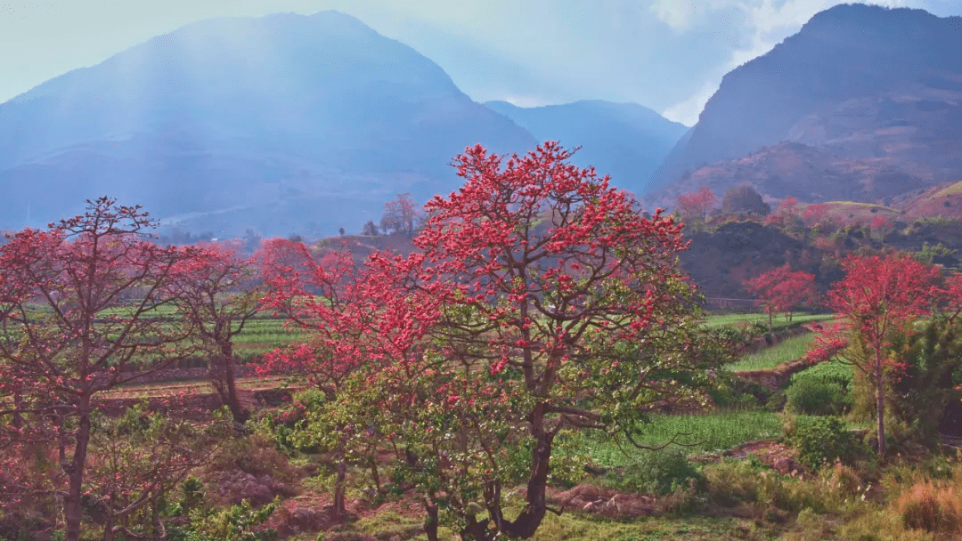 森林|探秘高黎贡山