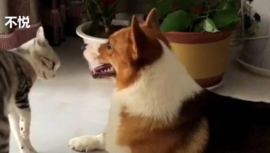 猫咪猫咪挑衅柯基，当它站起来的那一刻，主人举着手机后退