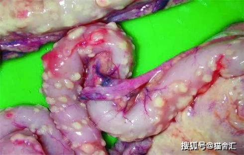 时你才会注意到，不然也想不到是否是肠道出了问题。严重的肠炎见下图：如果达到上图这样严重的程度，就会大概率导致病毒变异侵入其他器官，并