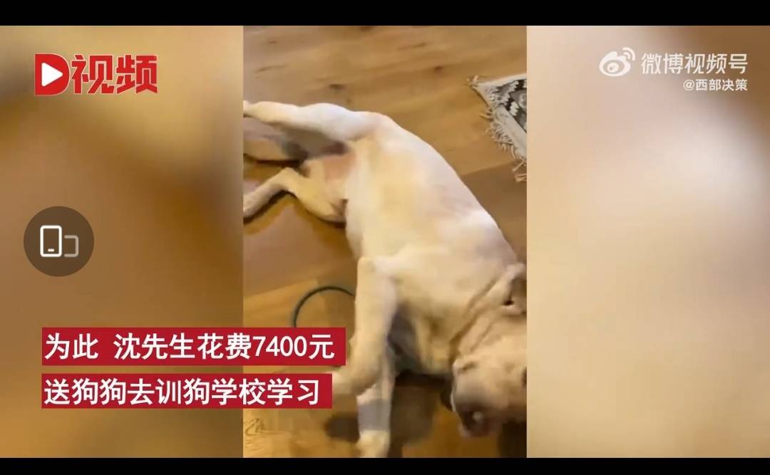 方法男子送狗上学欲使狗变乖，结果却…