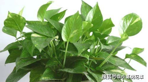 龟背竹施什么肥叶子长得大 e0d07cd9c61e47ff8fc4f92d70bde84a.jpeg