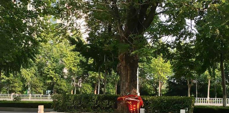安徽淮北：一棵百年的臭香椿树，却被市民视为“神树”