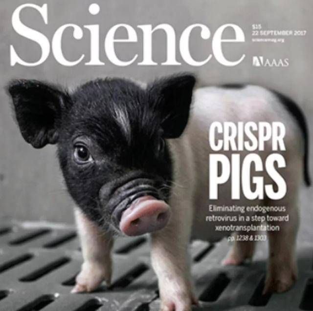 猪心移植人体背后：36岁哈佛华裔女学霸杨璐菡敲除猪致病基因