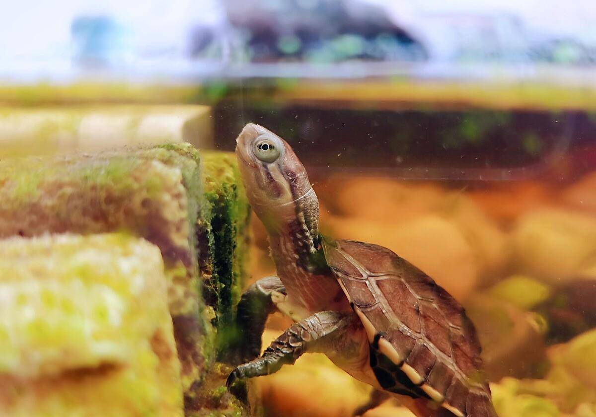 石金钱龟的困境 曾一只千元供不应求,现一只3元,为何跌这么狠