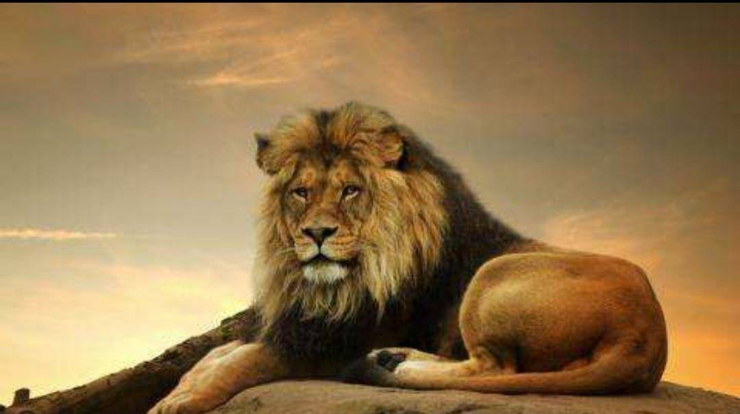 雄狮当上狮王后为什么就不狩猎了呢?