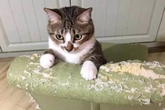因为室内养猫要注意什么你知道吗？你家猫咪在散养吗？