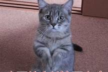 因为室内养猫要注意什么你知道吗？你家猫咪在散养吗？