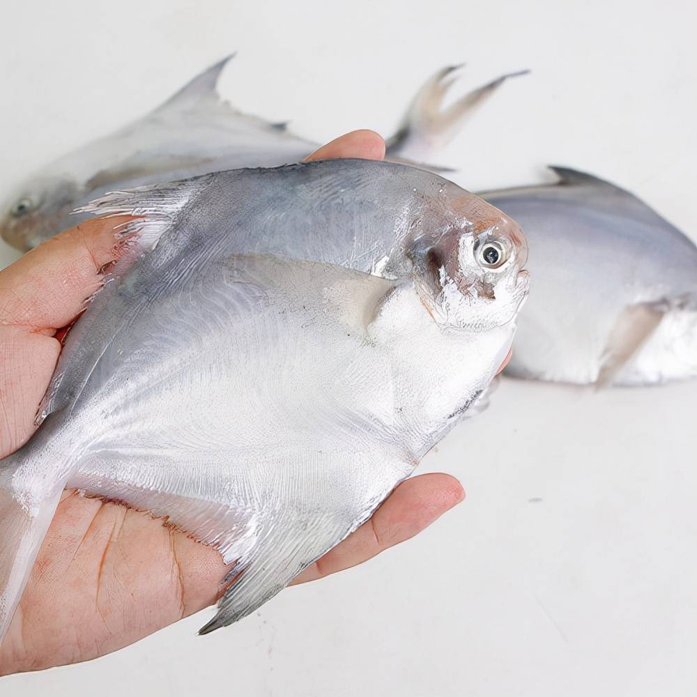 懂行人买鱼专挑这3种海鱼目前无法人工养殖全是纯野生