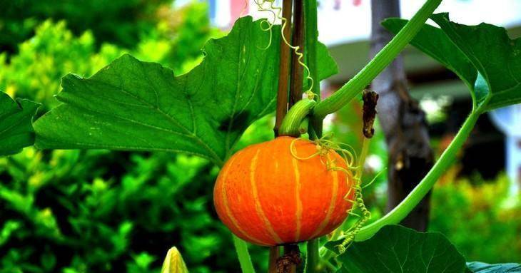 西瓜是什么性质的水果 fe393c0b6faa43c6a9bce8e7d22ea179.jpeg