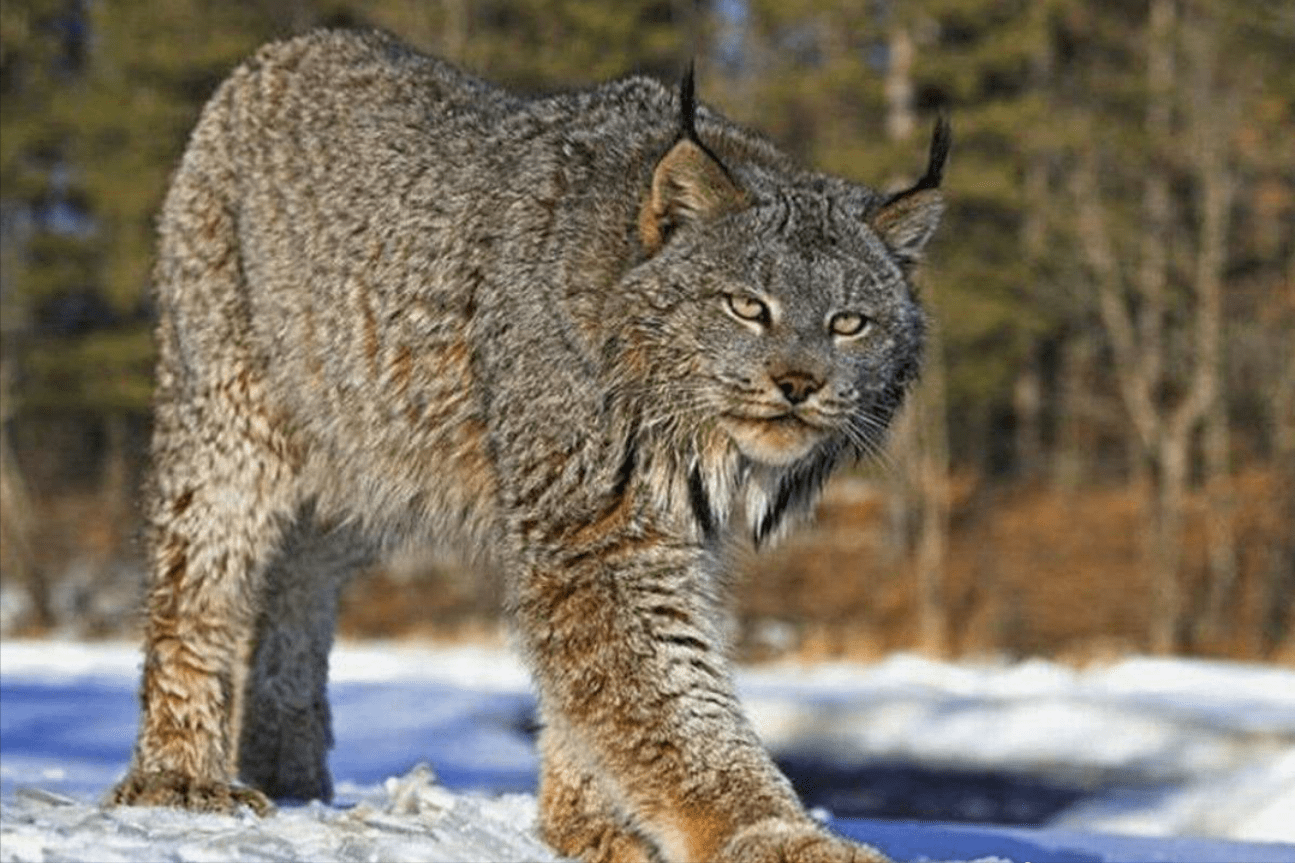 原创地球上最凶狠的6种野猫狞猫能够一跃4米猞猁竟敢单挑狼群