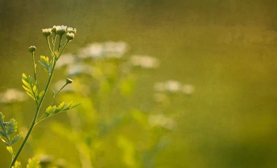茅忠群眼中的方太和厨电业,不畏浮云遮望眼-家电圈官网