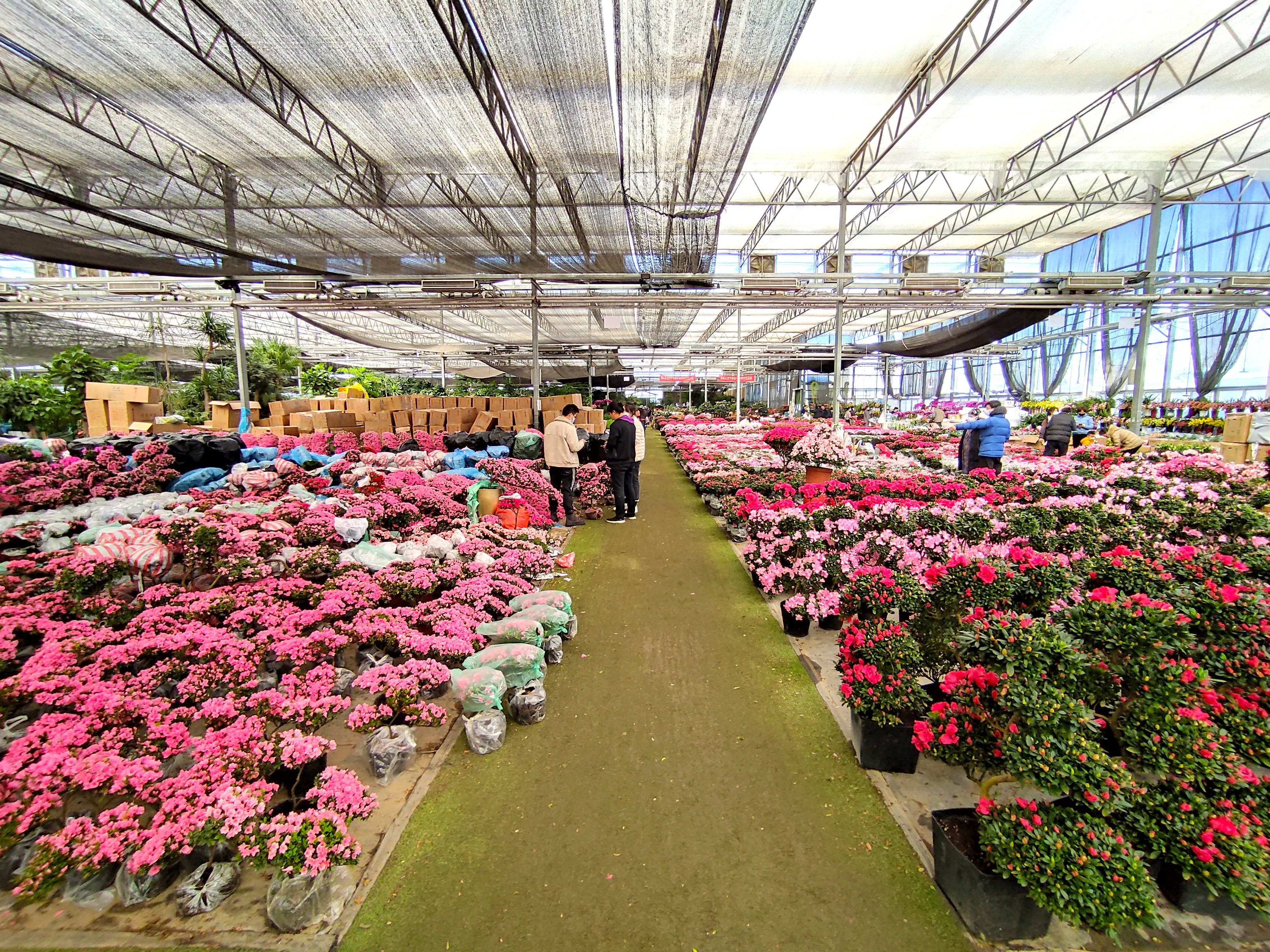 原创北京小众花卉市场上百种鲜花盆栽价格便宜3个大厅堪比植物园