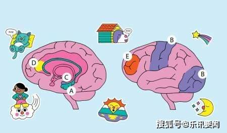 我们大脑的想象力从何而来？