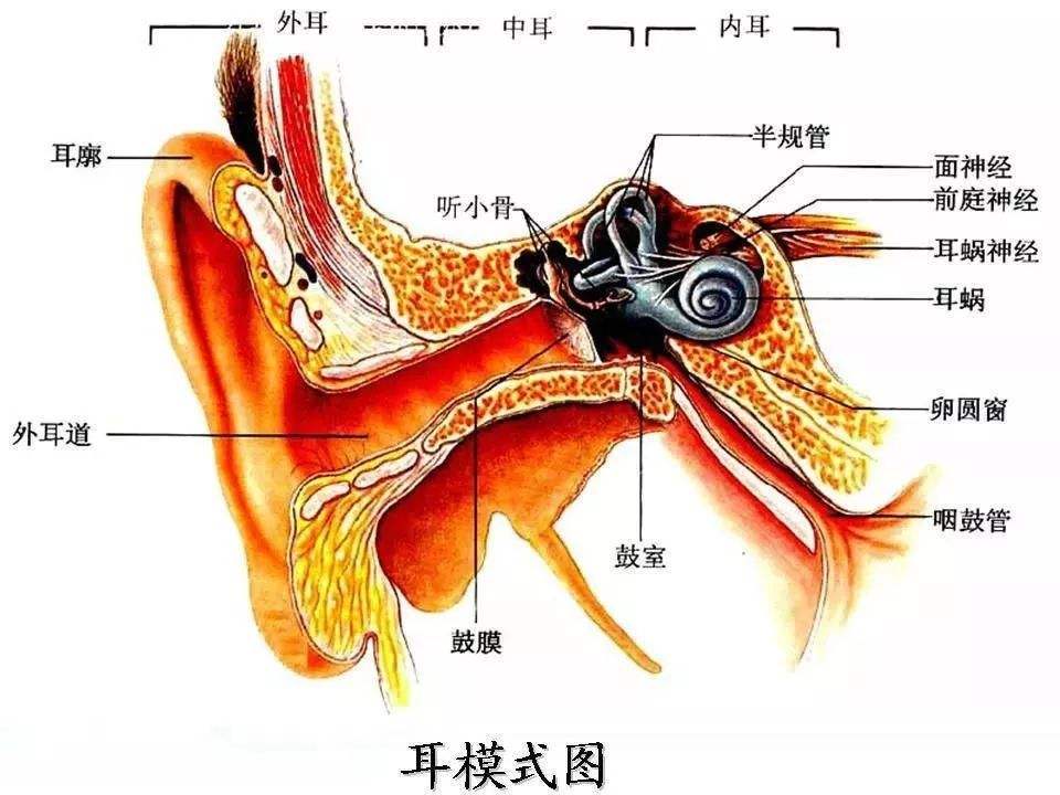 内耳前庭器官是人体的平衡感知器官,它包括前庭的椭圆形囊,球形囊和三