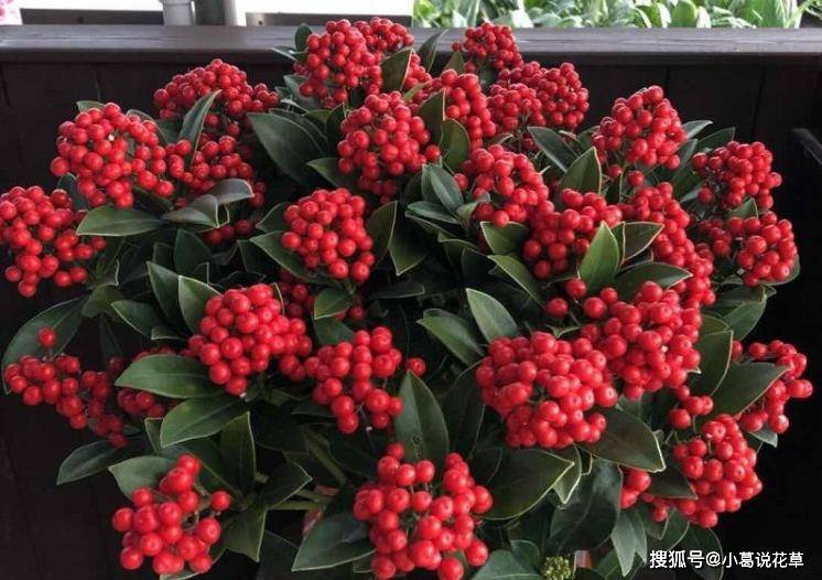 4种花挂满红果果中国风十足过年养它红红火火
