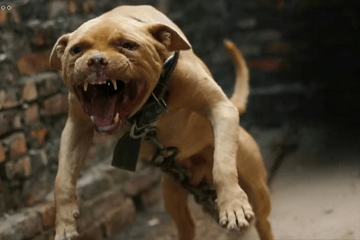 原创世界上被多国明令禁养的6大凶猛犬种加纳利犬堪称杀人犬
