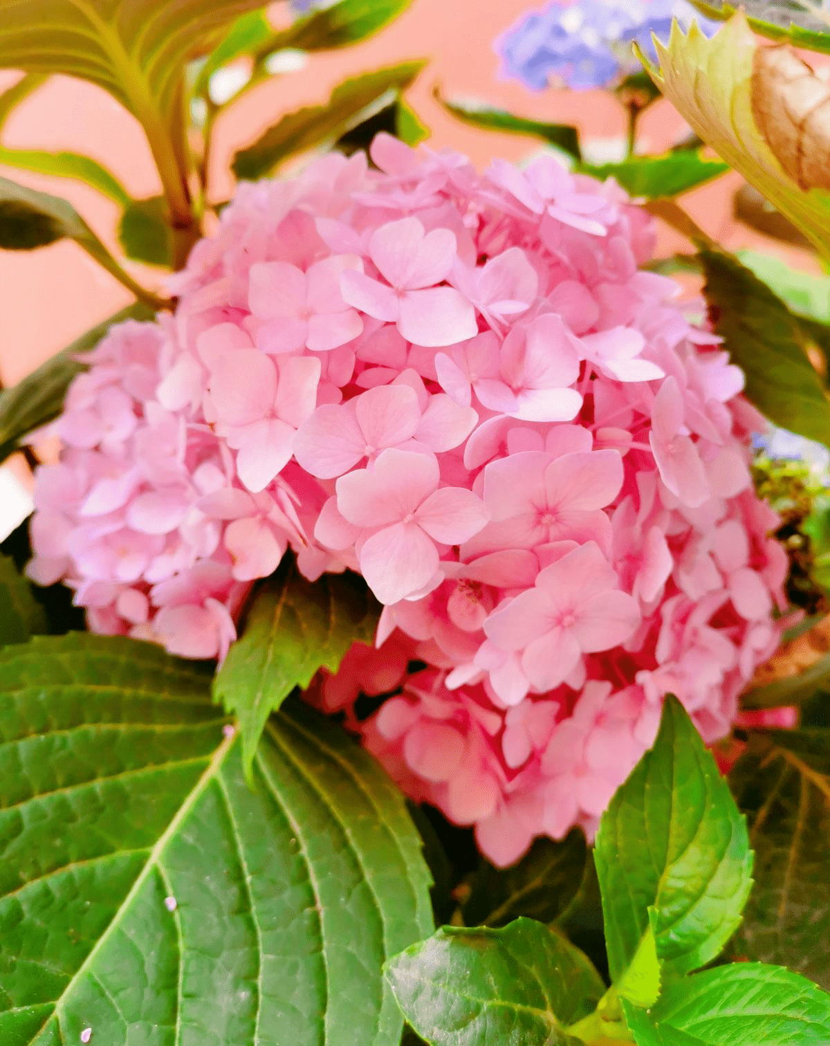 什么花最漂亮最高雅最有气质 f9e8675589e242fc948c354e10b55cf6.png