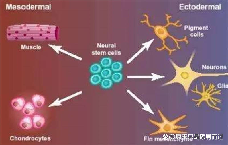 热门科普：什么是干细胞美容？表皮干细胞的作用和功效