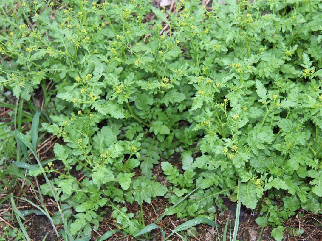 原創這野菜叫水薺菜營養價值很高還健胃化痰若是遇見別錯過