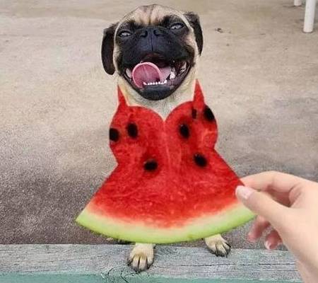 次数|狗向主人示好的几大动作,次数越频繁,感情越深!