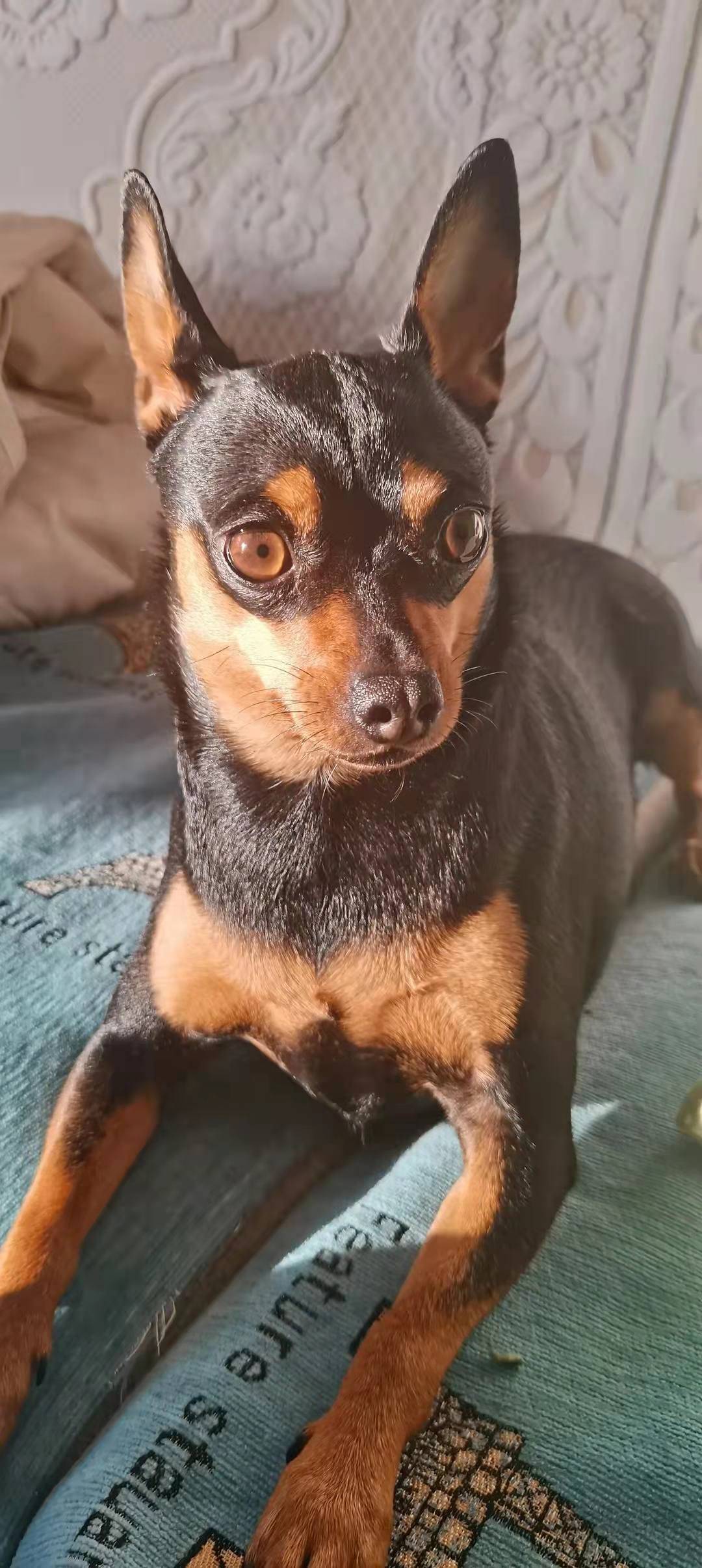 怎么教狗狗随行 2b137988570f431e8c038d8516cd685e.jpeg