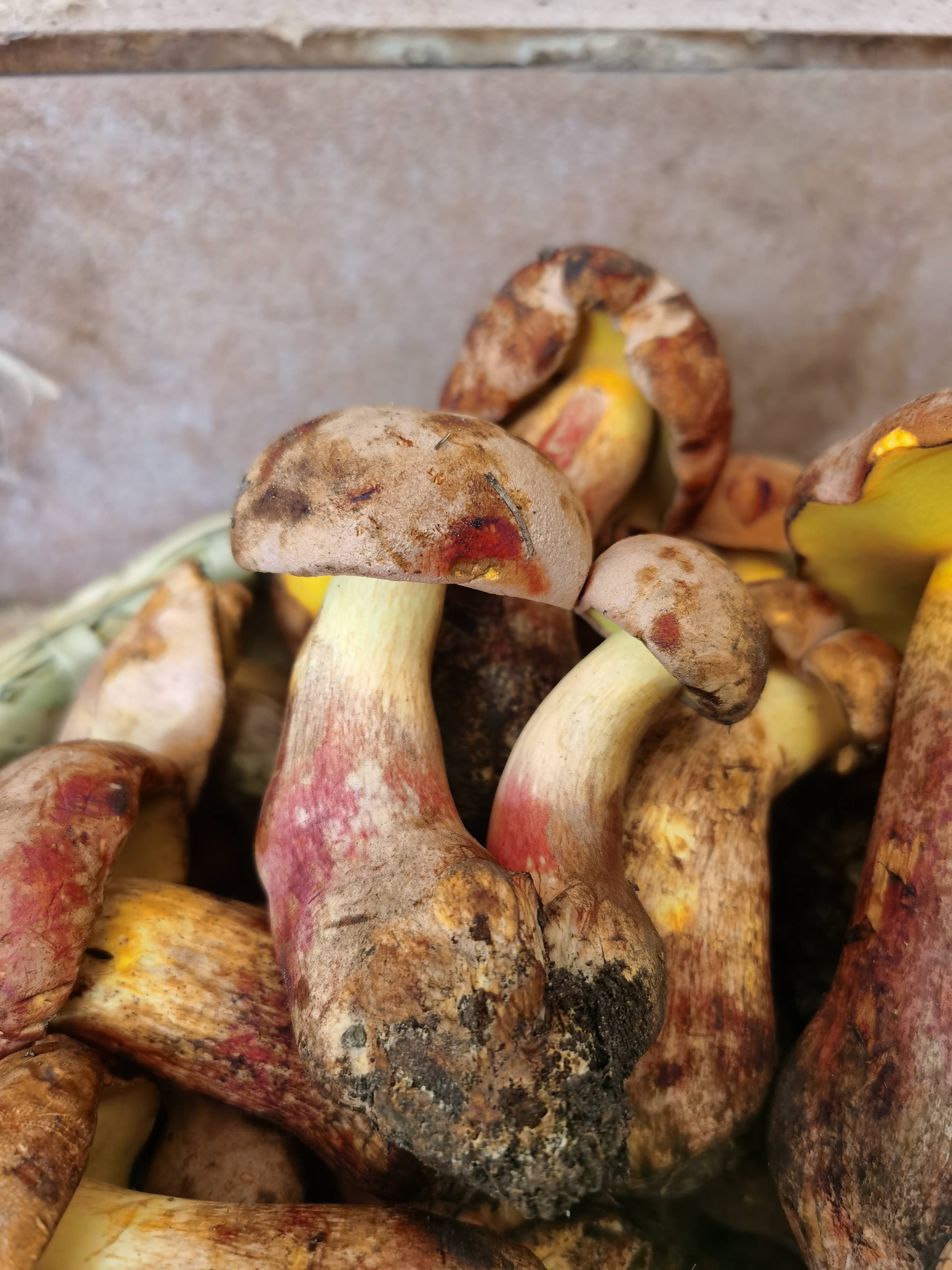 牛肝菌家族红葱菌