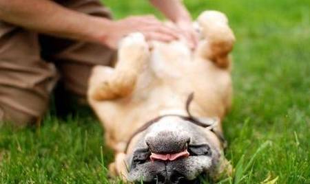 次数|狗向主人示好的几大动作,次数越频繁,感情越深!