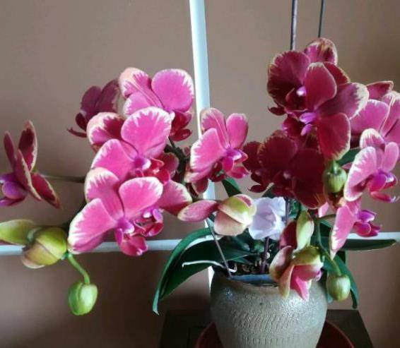 蝴蝶兰花期一般是多久 36fb0030dae64efab1c7c0eb248efd79.jpeg