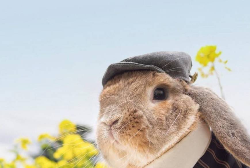 怎么养兔子才能让兔子不死 ed435a3394b64da59c630a66dd529e07.jpeg