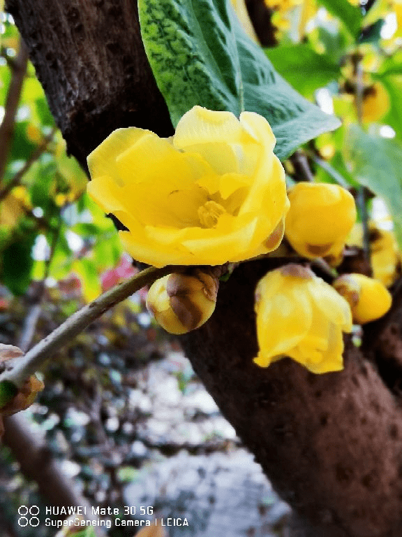 原创5种无根花过年买正合适水里一插就能养寓意日子红火