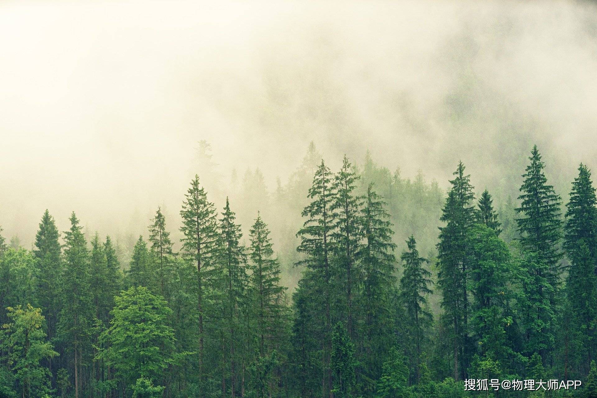 梦见茂密的森林 梦见茂密的小树林