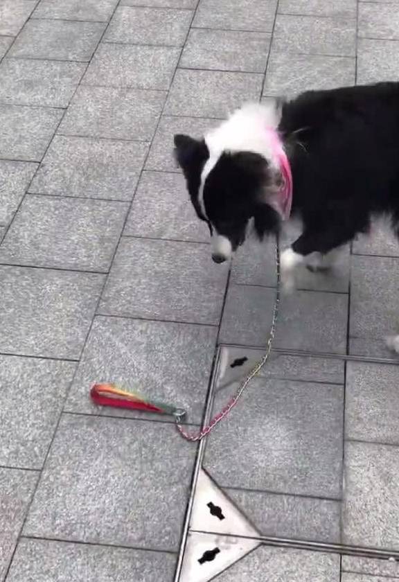 边牧是边牧狗是狗是什么意思 e21a3e3641f24830bd54b288b931ba46.jpeg