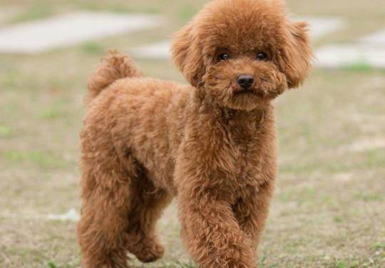 泰迪也曾经是红极一时的犬种 但如今也算是走下了神坛 头发 生活 好心人