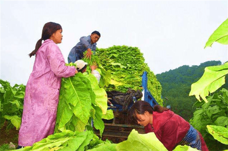 tobacco 是 什么 烟草是什么植物?这种让烟农“致富”,却又不讨喜的植物,了解下_搜狐网 tobacco 是 什么 烟草是什么植物?这种让烟农“致富”,却又不讨喜的植物,了解下_搜狐网