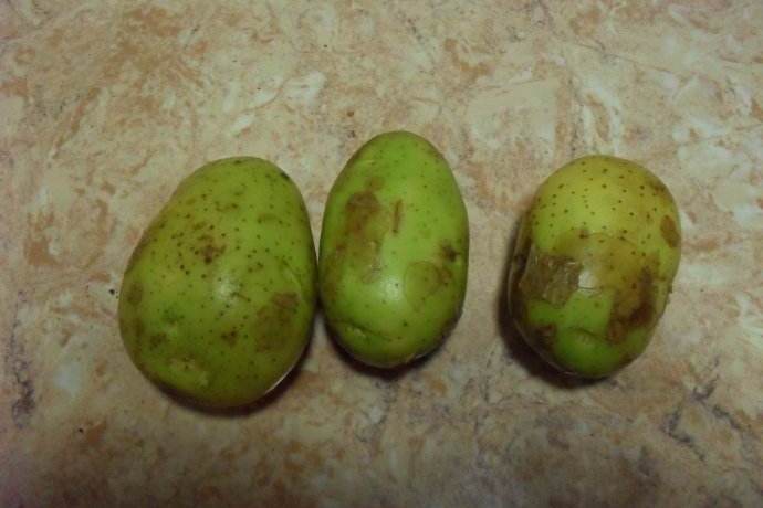 土豆不同部位中龙葵素的含量首先,土豆皮发青,发紫或者发芽后,龙葵素