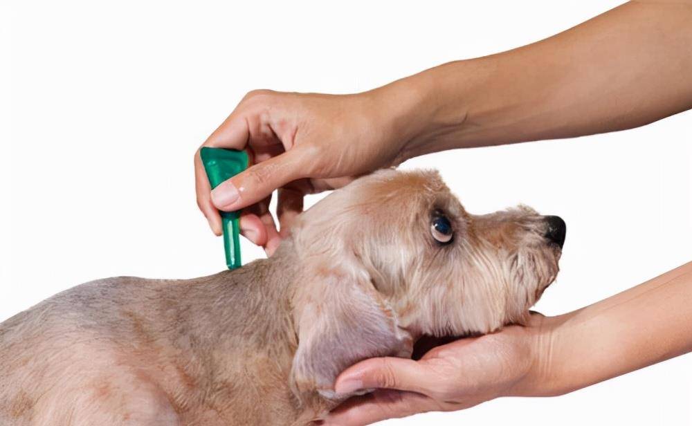 狗为啥不能吃肉 f2118ae99f7543d9a2bd40ea2cfdda4a.jpeg